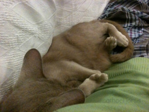 H2O HoL tisch green jumper