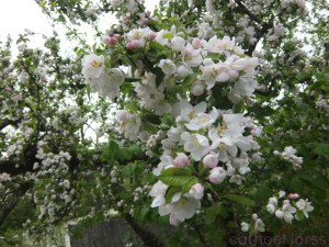 H2O HoL apple blossom