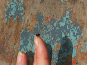 H2O HoL copenhagen ladybird