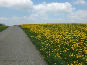 H2O HoL dandelion road