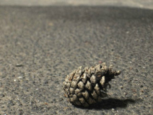 H2O HoL pinecone caspar