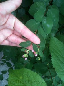 H2O HoL show you leaves