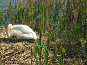 H2O HoL swan on nest