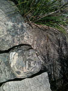 H2O HoL outback elephant eye