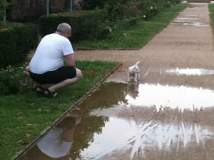 H2O HoL small dog large man