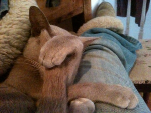 H2O HoL tisch goofyshy